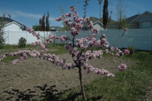 Apples In Bloom