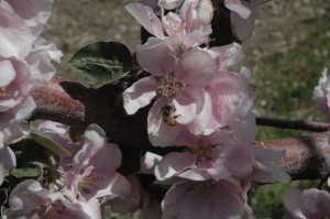 Bee In Blossom