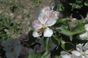 Bee In Blossom 2