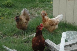 A Chicken Trio