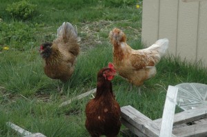 chickentrio A Chicken Trio