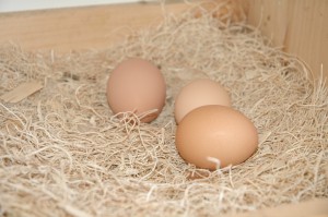 Fresh Eggs