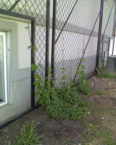 Growth on Chinook Hops