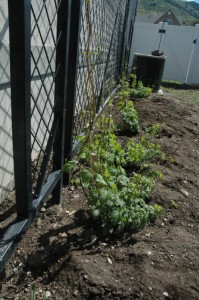 Hop Yard April 27, 2009