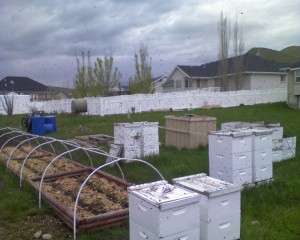 A swarm preparing to cast off.