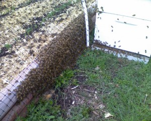 A swarm marching into a new hive.