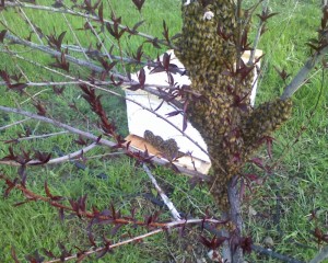 A swarm of bees in a near by tree.