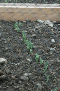 2009 - Sweet Peas Emerge