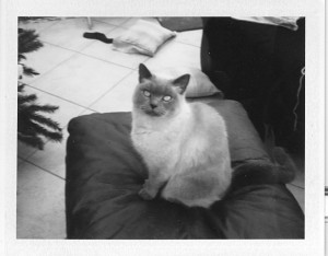 PolaroidKira2
